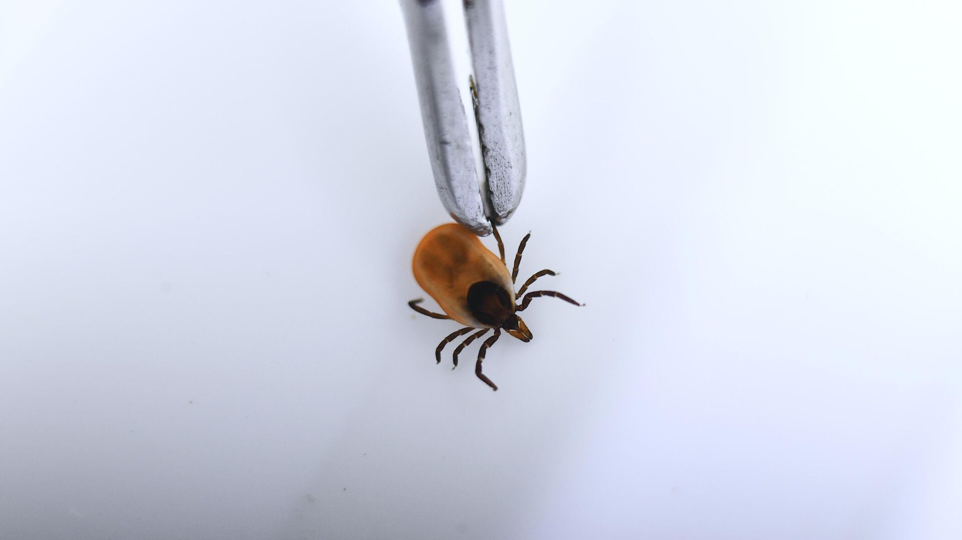 Исследование иксодовых клещей на наличие вирусного энцефалита и болезнь Лайма Исследование иксодовых клещей на наличие вирусного энцефалита и болезнь Лайма - РИА Новости, 1920, 18.04.2022